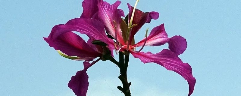 紫荊花秋季開花是怎么樣的