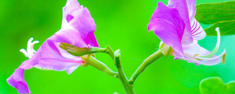 紫荊花什么顏色