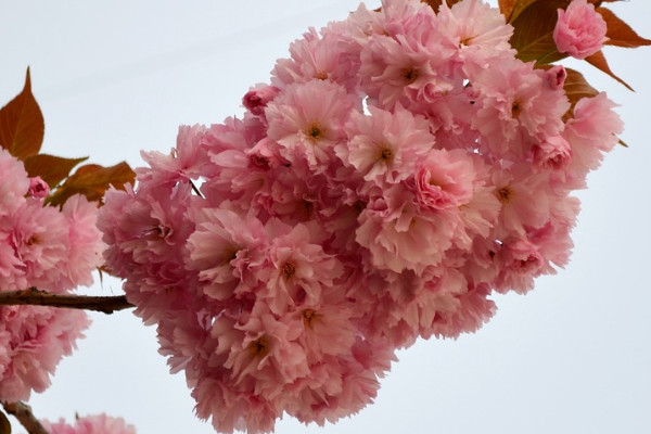櫻花夏天開嗎