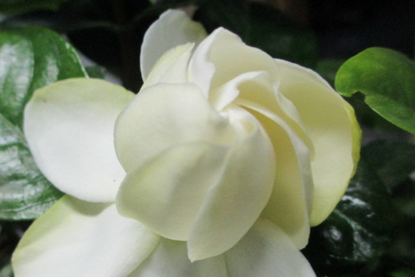 一盆梔子花澆多少水