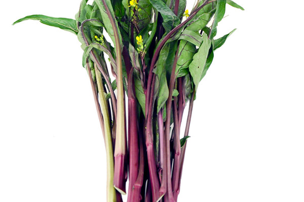 菜苔怎么摘