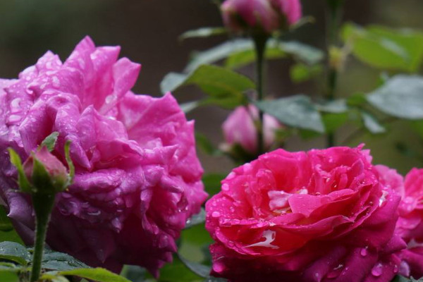 月季花冬天怎么過冬