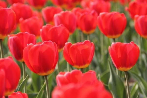 郁金香春節(jié)開(kāi)花怎么種植