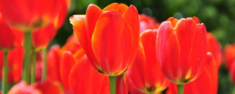 郁金香春節(jié)開(kāi)花怎么種植