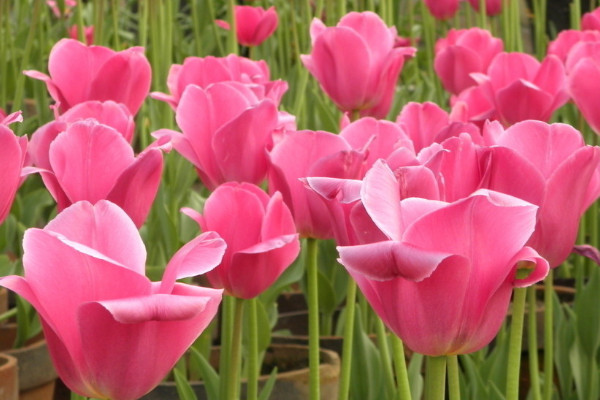 郁金香春節(jié)開(kāi)花怎么種植