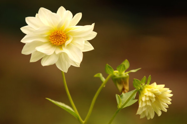 冬季花卉怎么養護