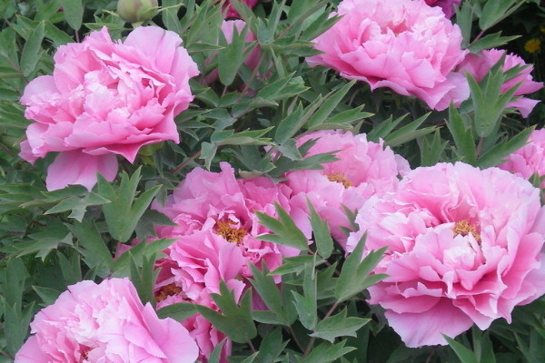 芍藥花語