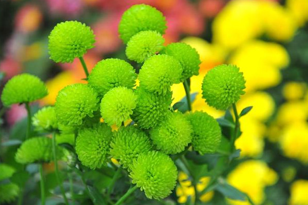 球菊的養(yǎng)殖方法和注意事項(xiàng)
