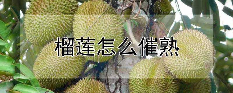 榴蓮怎么催熟