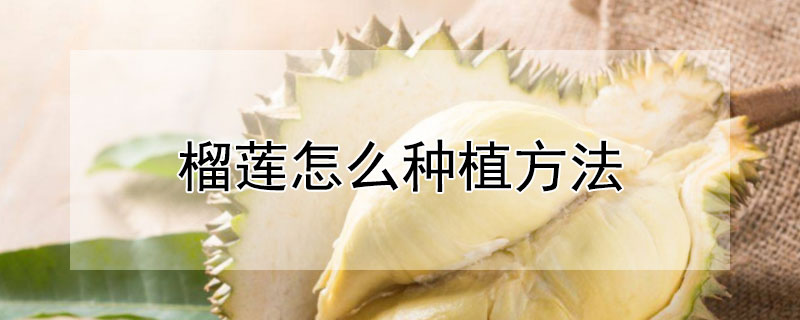 榴蓮怎么種植方法