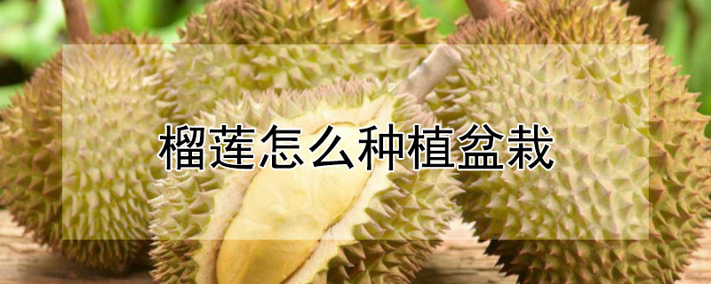 榴蓮怎么種植盆栽