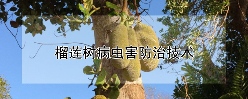 榴蓮樹病蟲害防治技術