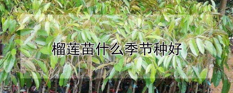 榴蓮苗什么季節(jié)種好