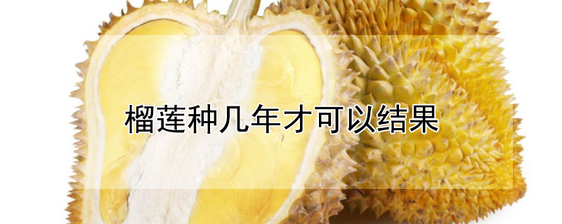 榴蓮種幾年才可以結果