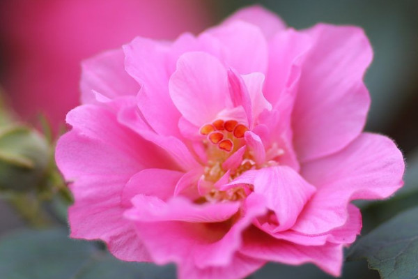 芙蓉花葉子為什么發黃