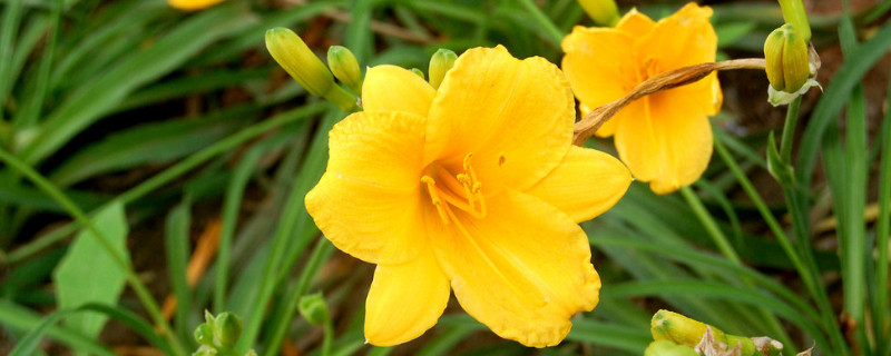 牽牛花春天幾天澆水一次