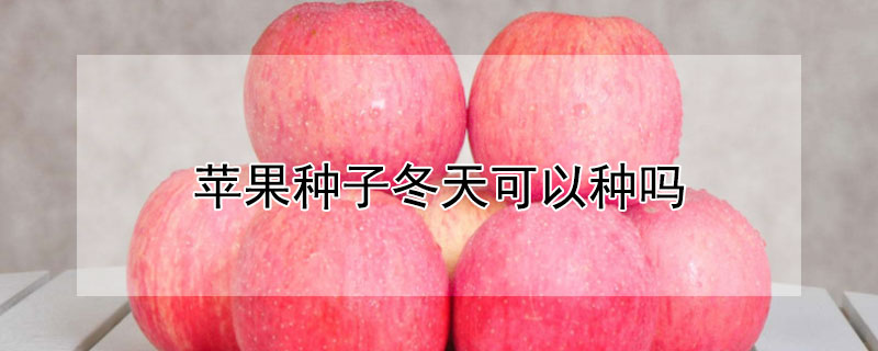蘋果種子冬天可以種嗎