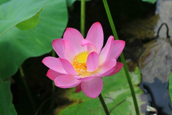 水養荷花可以在水里加什么