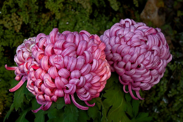 菊花在盆里怎么養(yǎng)