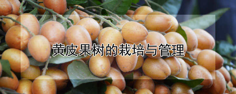黃皮果樹(shù)的栽培與管理