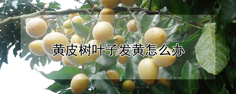 黃皮樹葉子發黃怎么辦