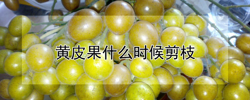 黃皮果什么時候剪枝