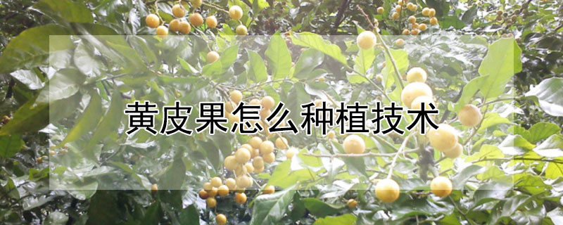 黃皮果怎么種植技術