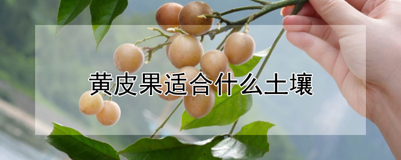 黃皮果適合什么土壤