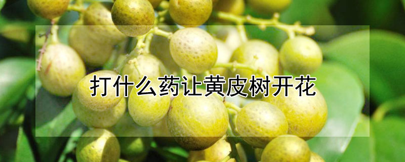 打什么藥讓黃皮樹開花
