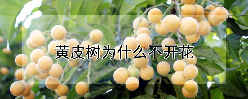 黃皮樹為什么不開花