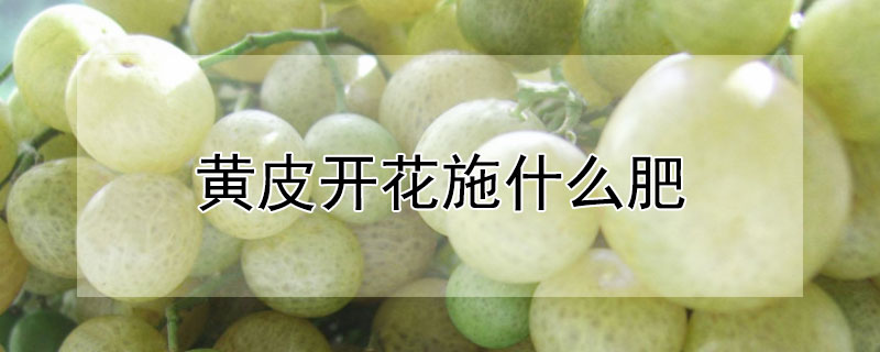 黃皮開花施什么肥