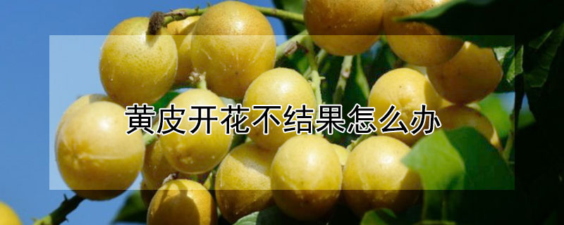 黃皮開花不結果怎么辦