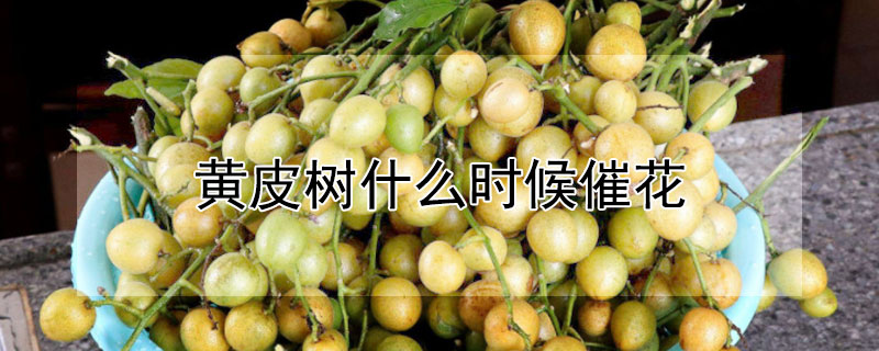 黃皮樹什么時候催花