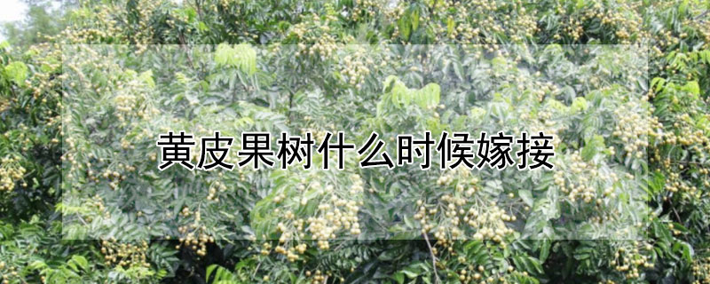 黃皮果樹什么時(shí)候嫁接