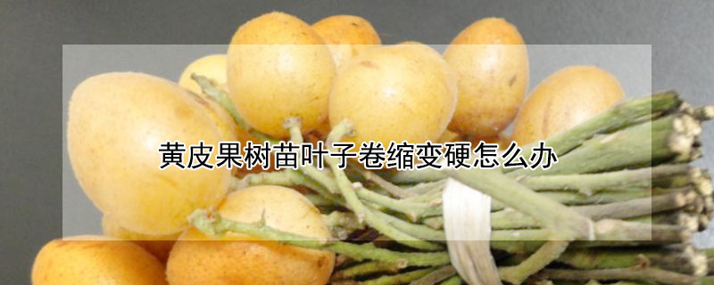 黃皮果樹(shù)苗葉子卷縮變硬怎么辦