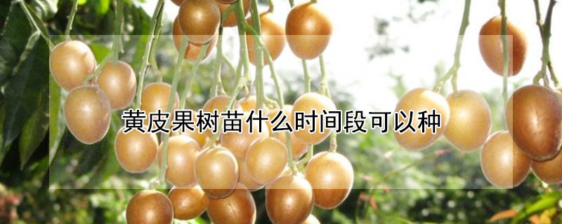 黃皮果樹苗什么時(shí)間段可以種