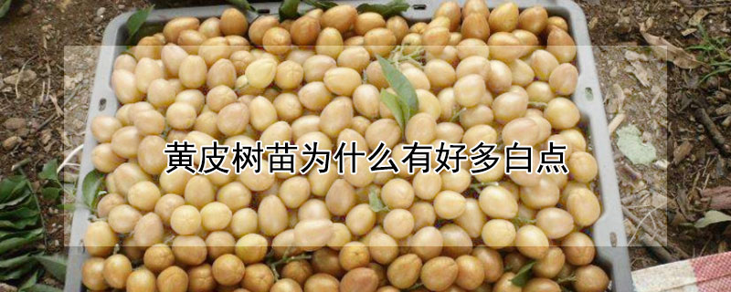 黃皮樹苗為什么有好多白點