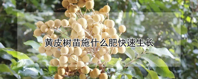 黃皮樹苗施什么肥快速生長