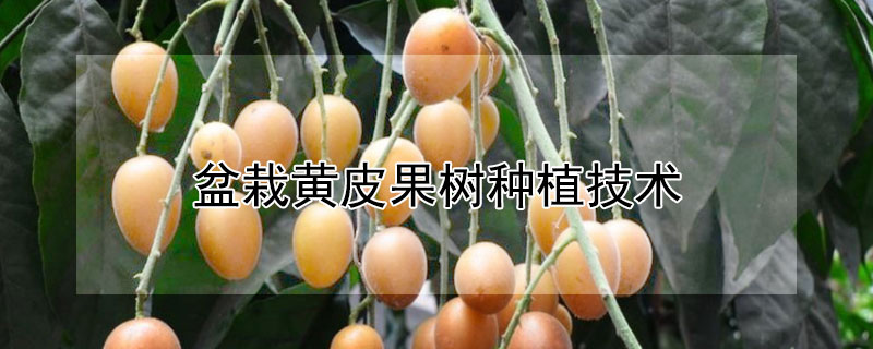 盆栽黃皮果樹種植技術