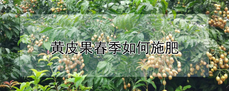 黃皮果春季如何施肥
