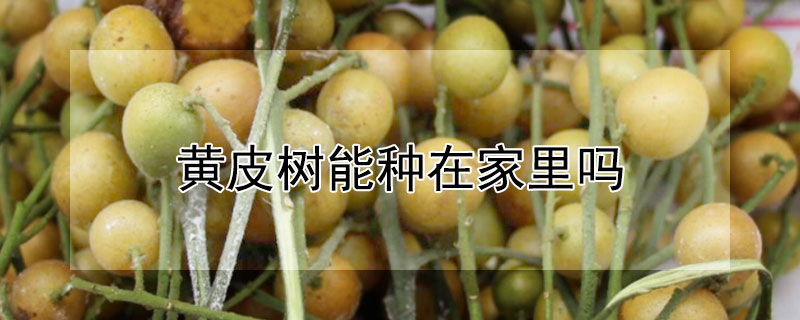 黃皮樹能種在家里嗎