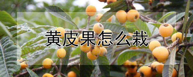 黃皮果怎么栽