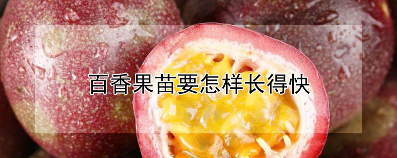 百香果苗要怎樣長得快