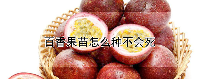 百香果苗怎么種不會死