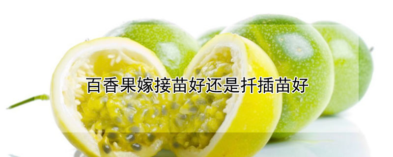 百香果嫁接苗好還是扦插苗好