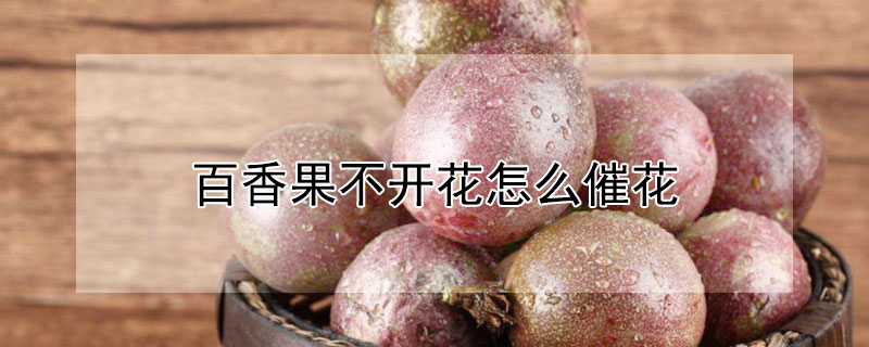 百香果不開花怎么催花