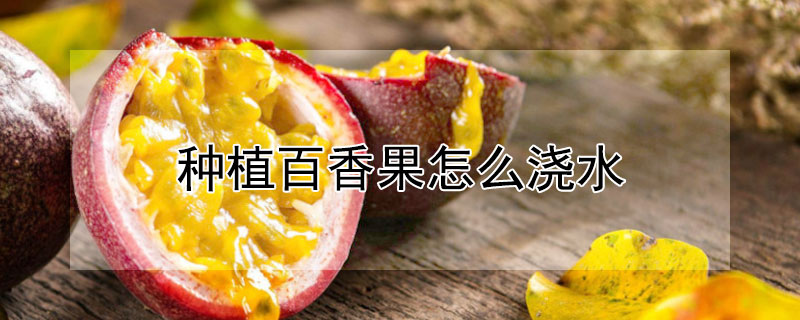 種植百香果怎么澆水