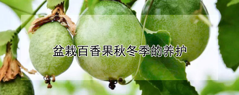 盆栽百香果秋冬季的養(yǎng)護