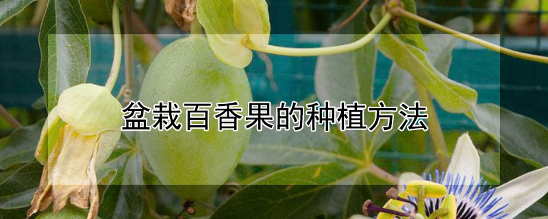 盆栽百香果的種植方法