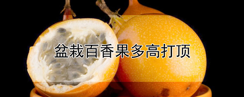 盆栽百香果多高打頂